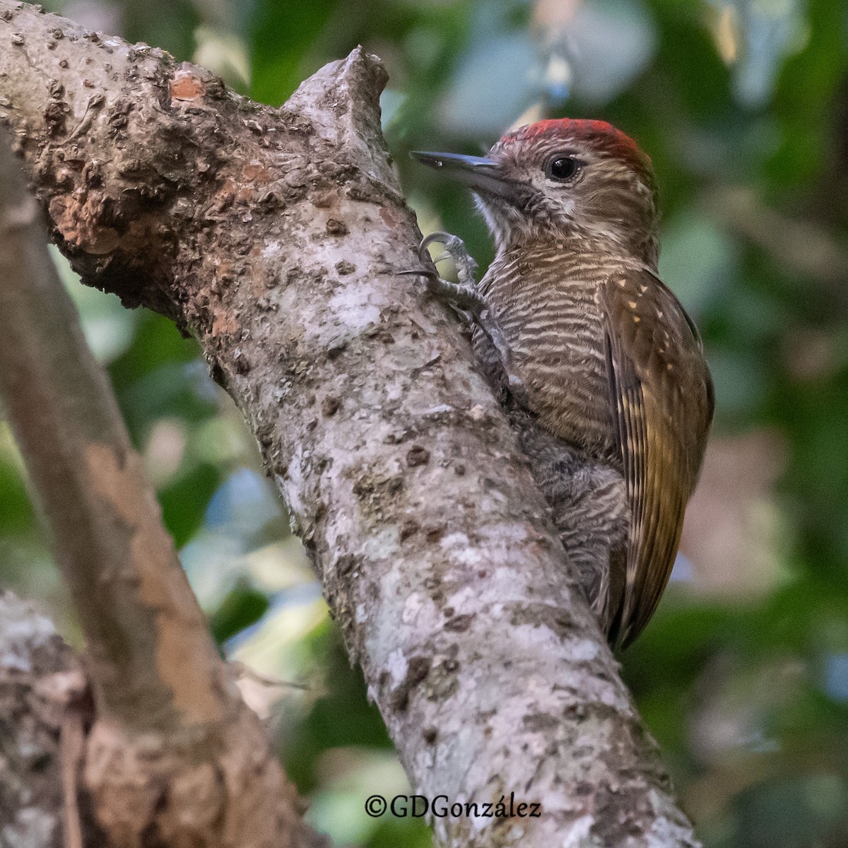 Dot-fronted Woodpecker - ML622561814