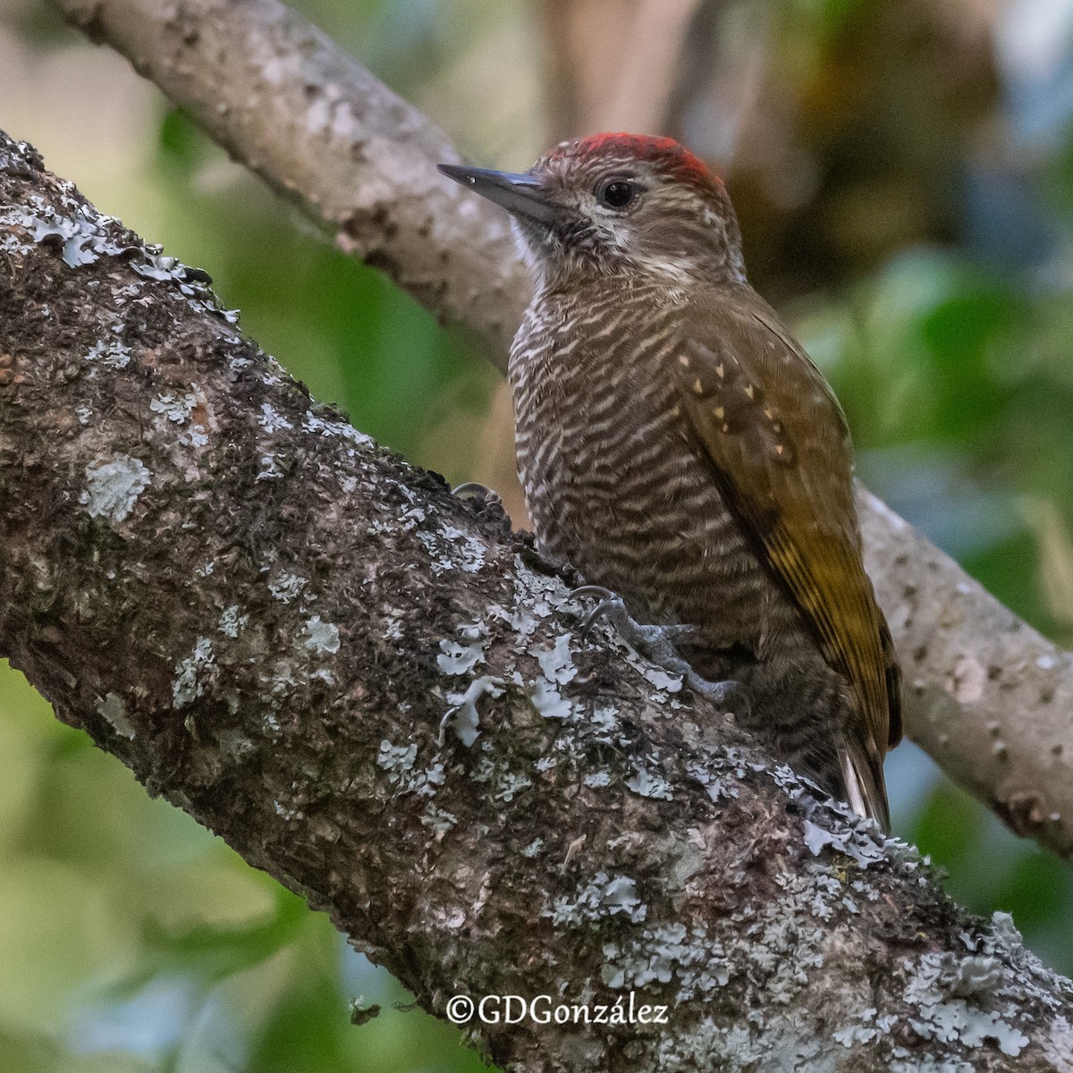 Dot-fronted Woodpecker - ML622561815