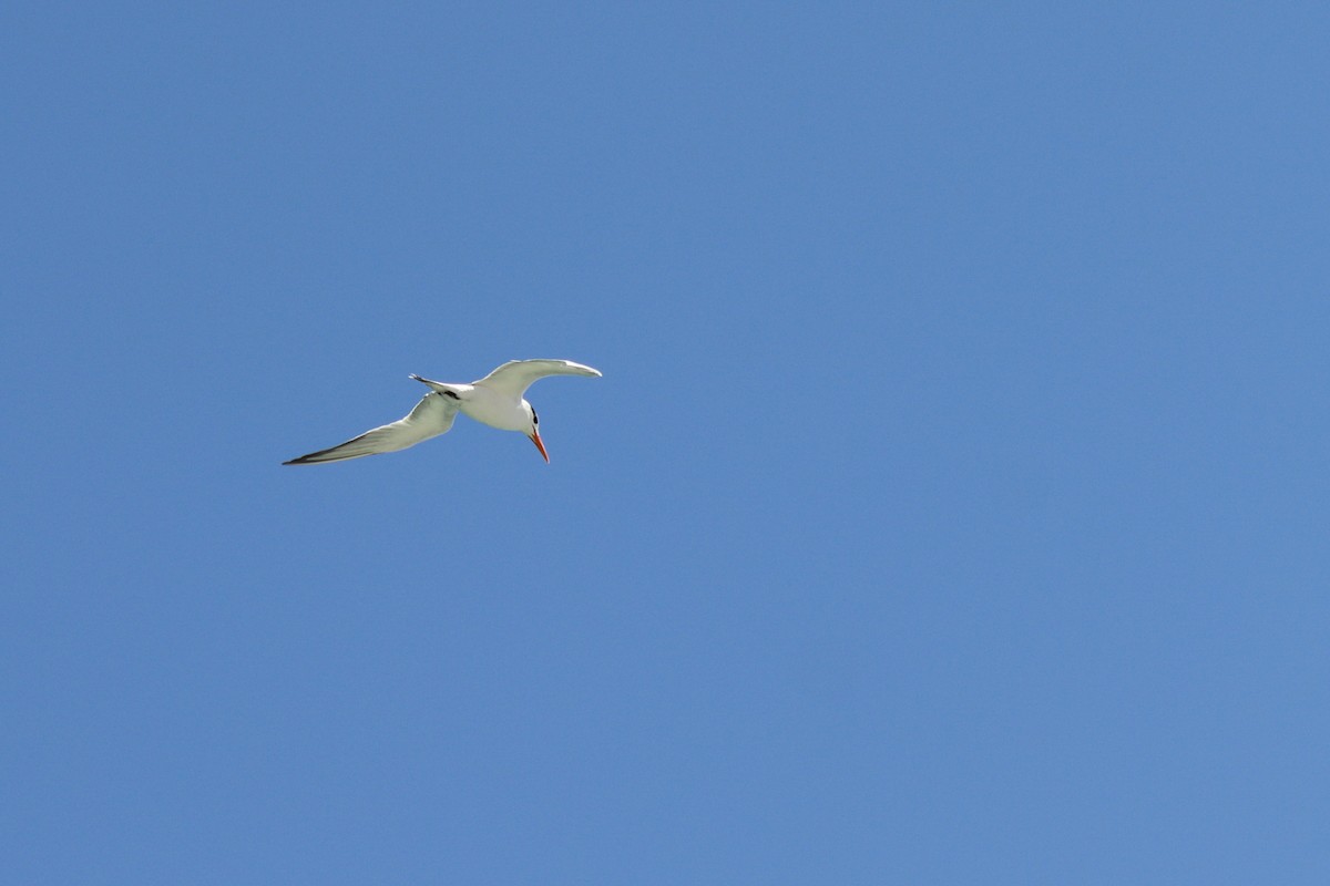 Royal Tern - ML622561817