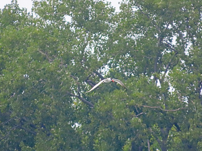 Caspian Tern - ML622561866