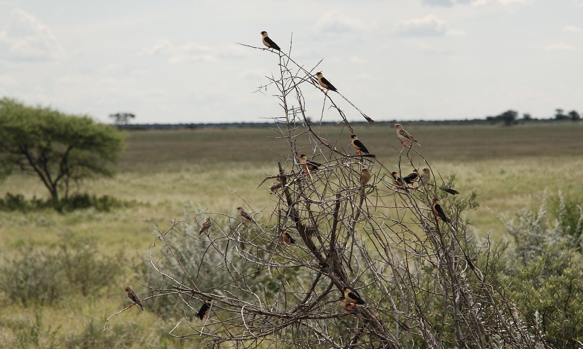 Shaft-tailed Whydah - ML622562025