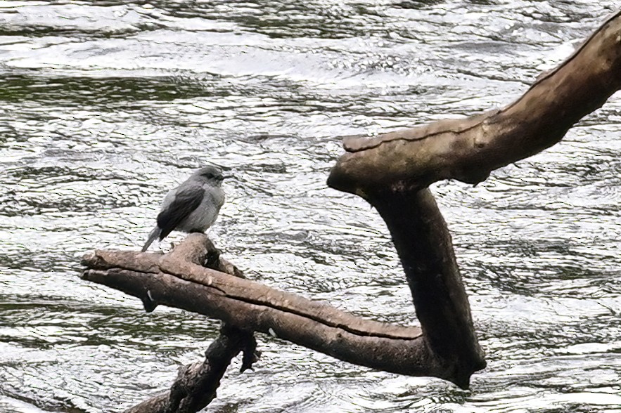 Cassin's Flycatcher - ML622562033