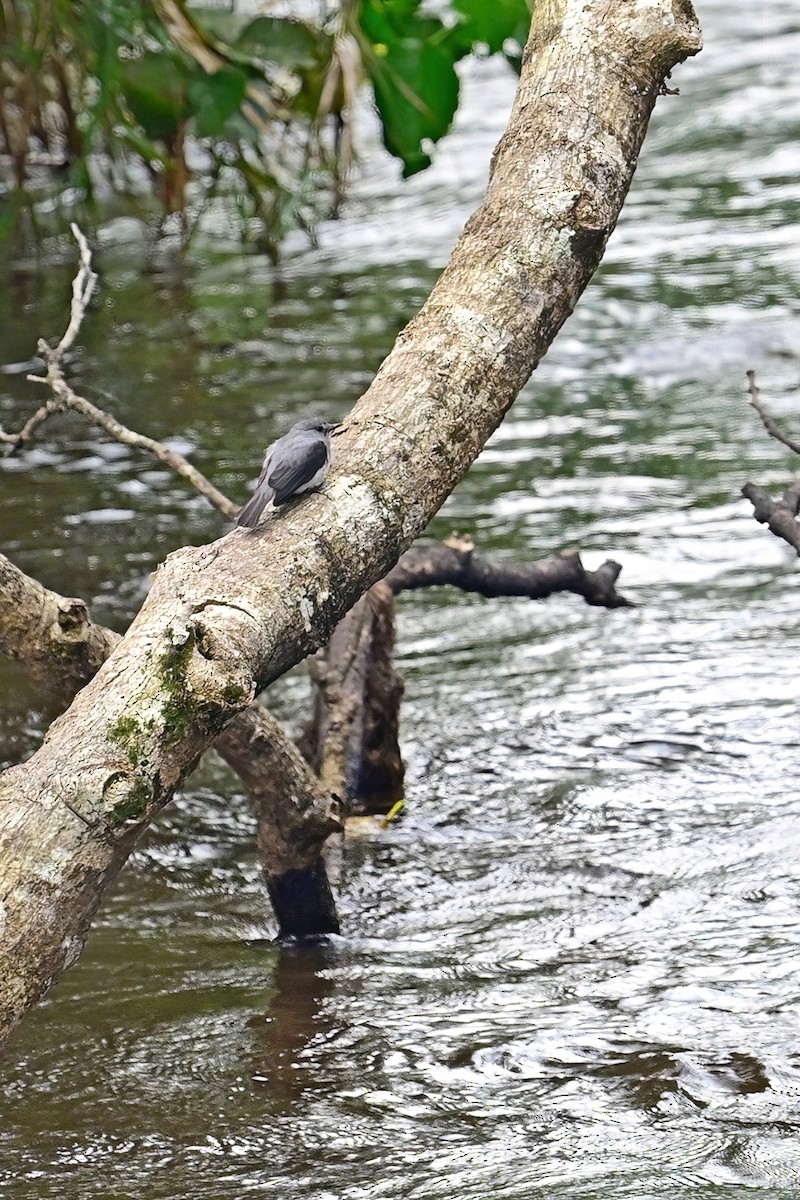 Cassin's Flycatcher - ML622562034