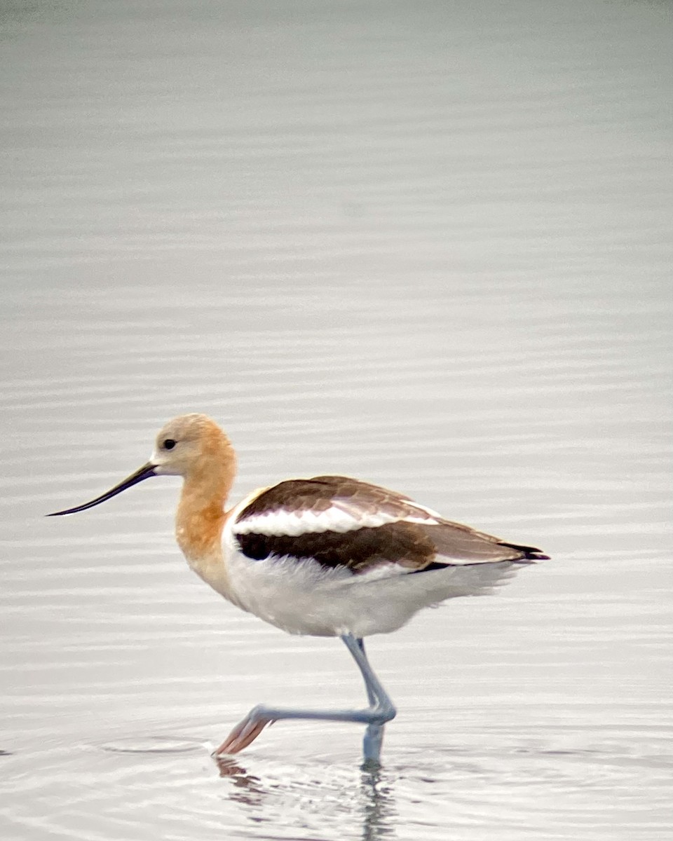 Avoceta Americana - ML622562056