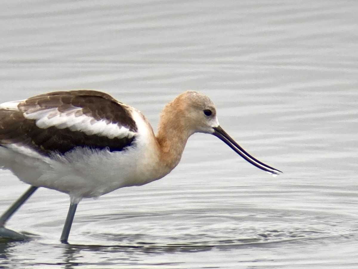 Avoceta Americana - ML622562057