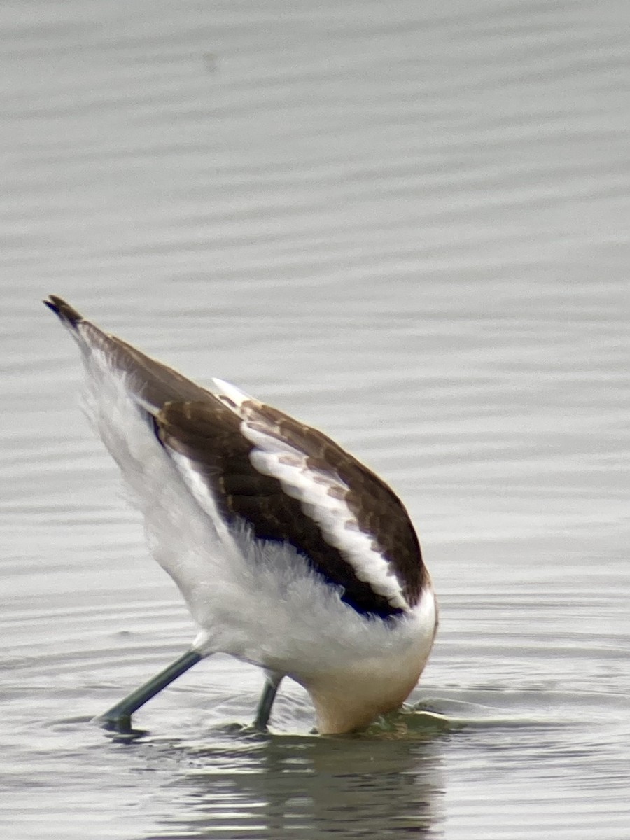 American Avocet - Cole Bauer