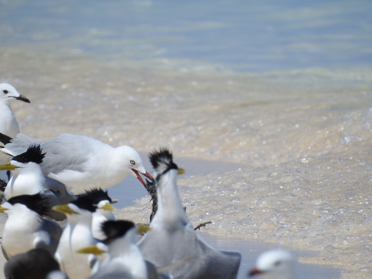 Silver Gull - ML622562062