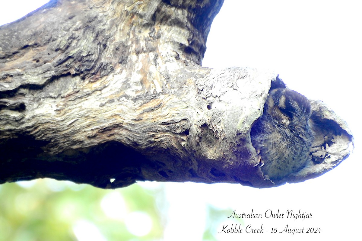 Australian Owlet-nightjar - ML622562087