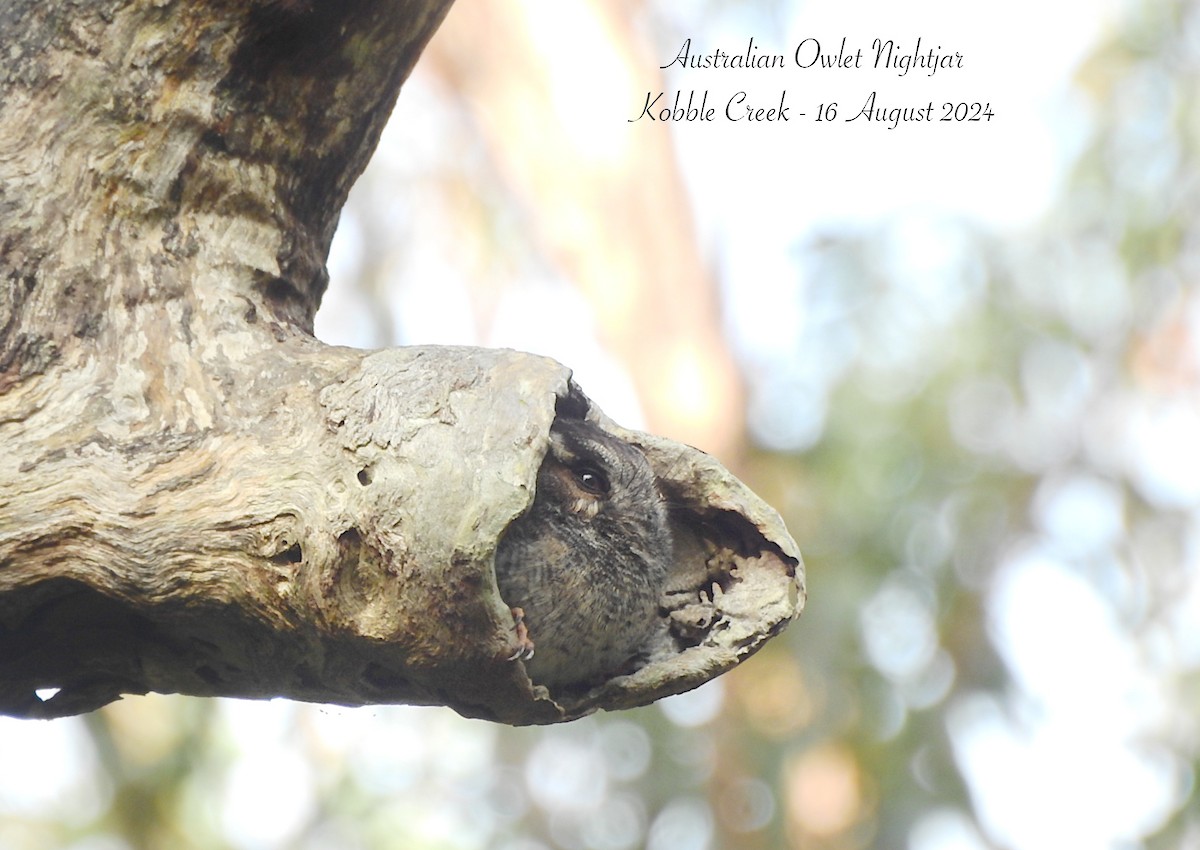 Australian Owlet-nightjar - ML622562088