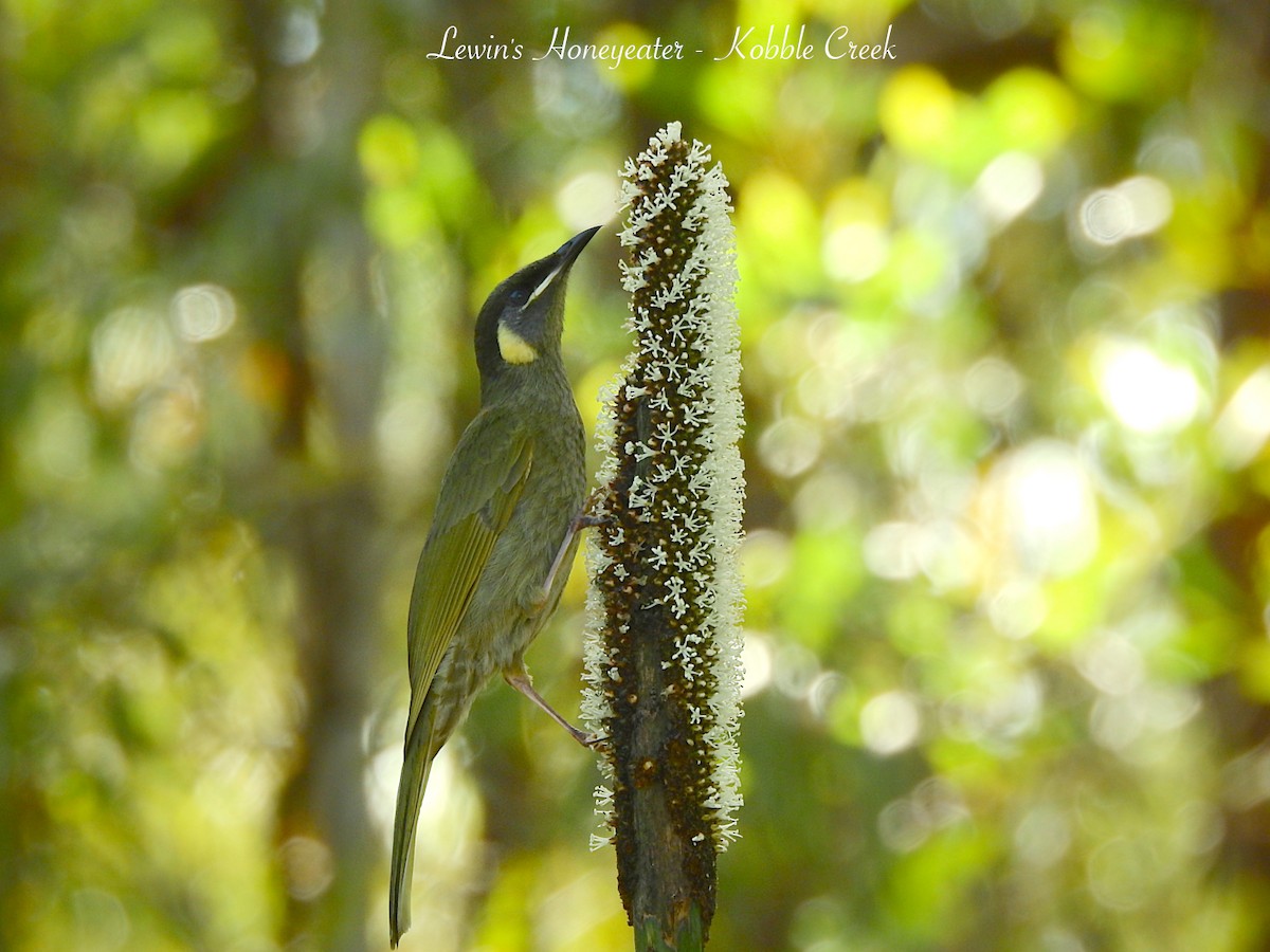 Lewin's Honeyeater - ML622562097