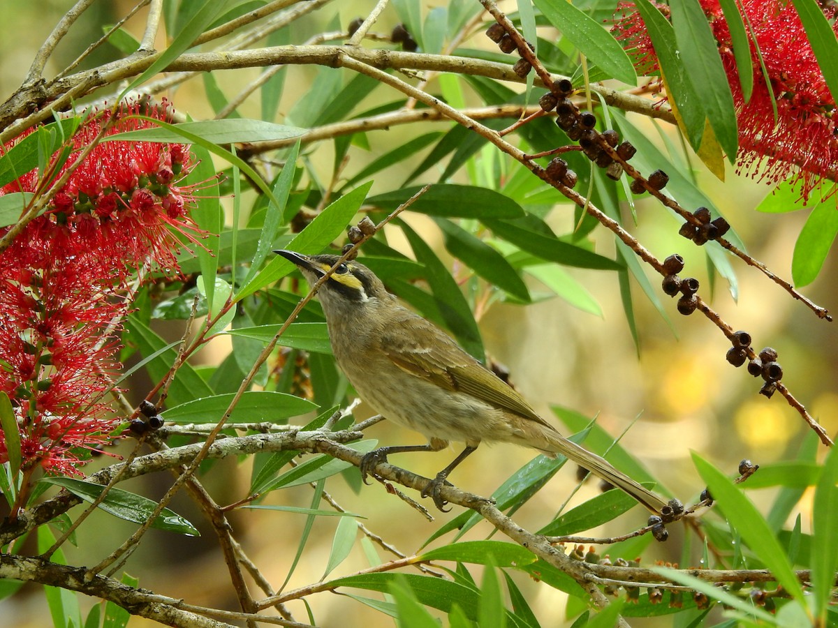 Yellow-faced Honeyeater - ML622562102