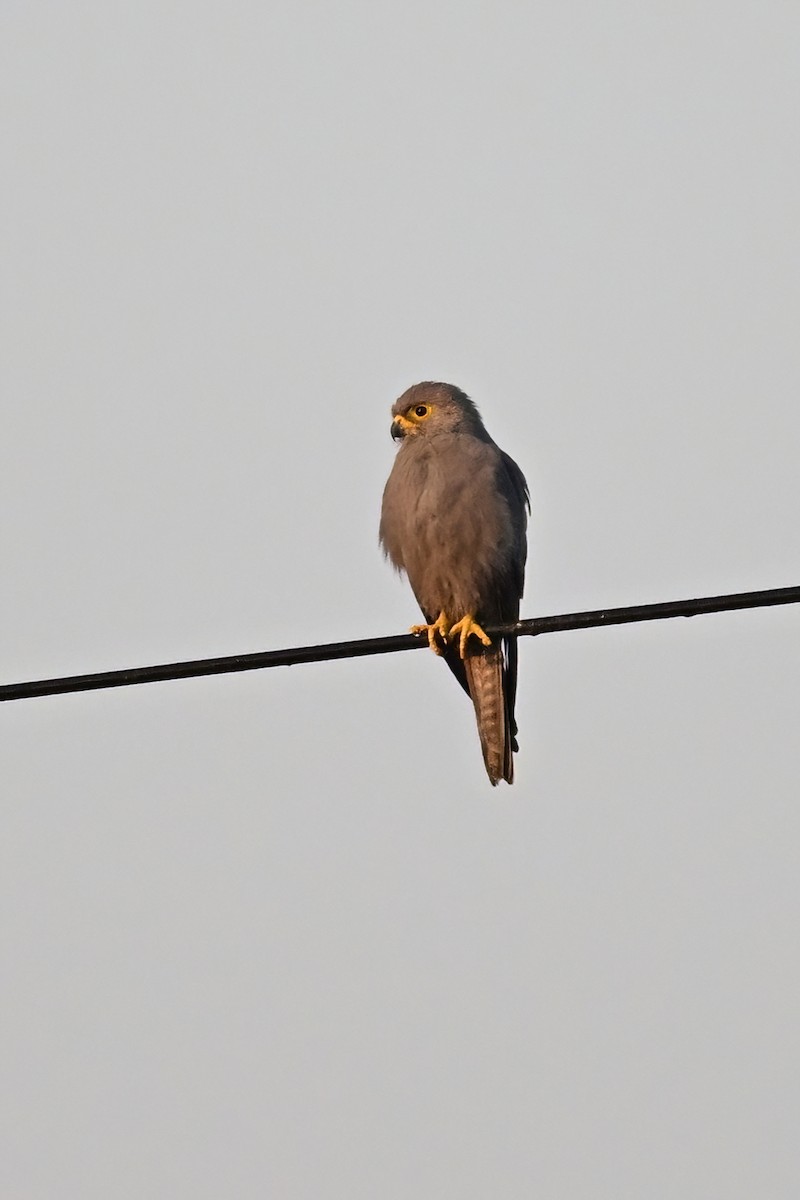 Gray Kestrel - ML622562115