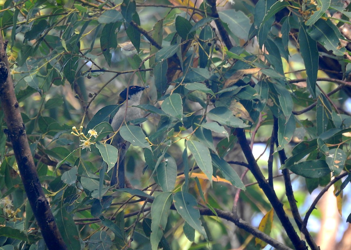 White-naped Honeyeater - ML622562129