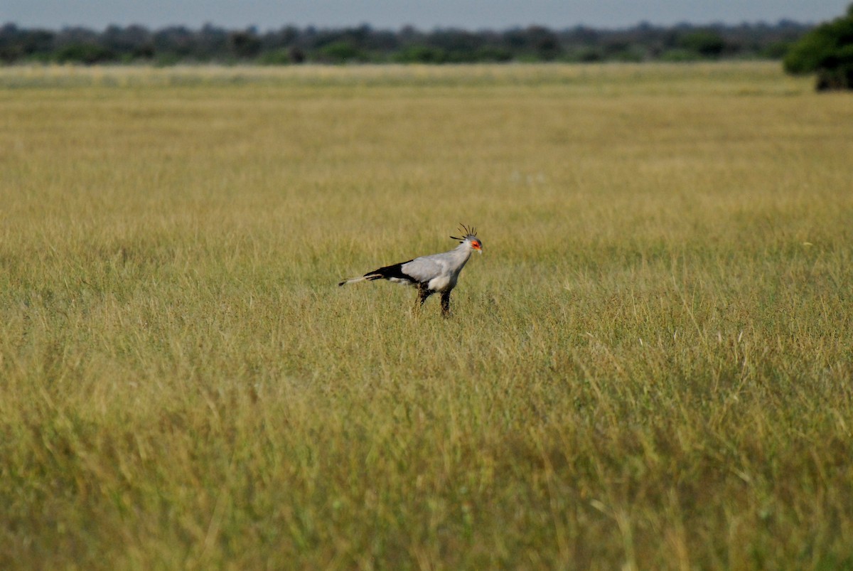 Secretarybird - ML622562130