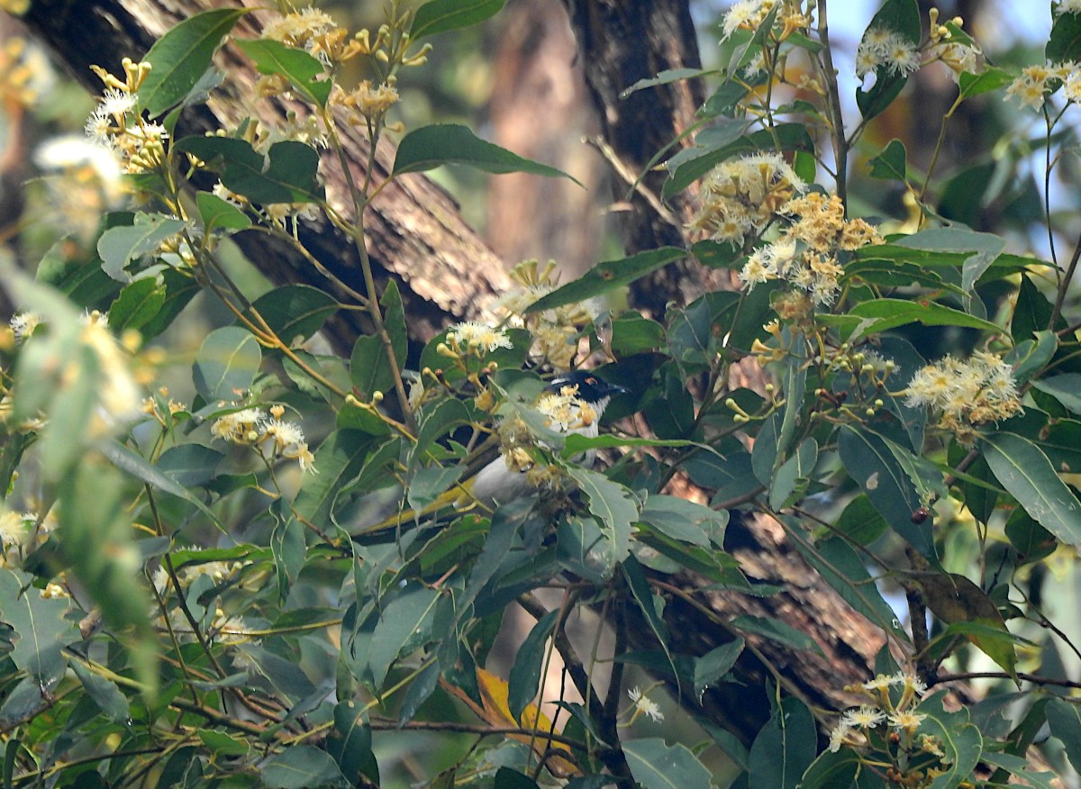 White-naped Honeyeater - ML622562131