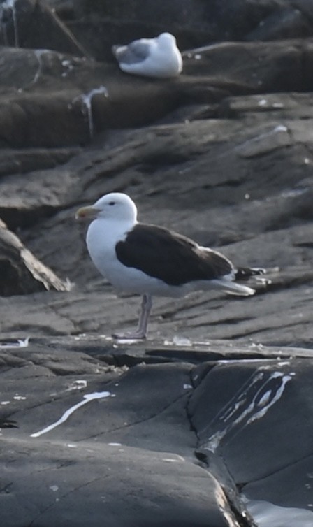 Great Black-backed Gull - ML622562132