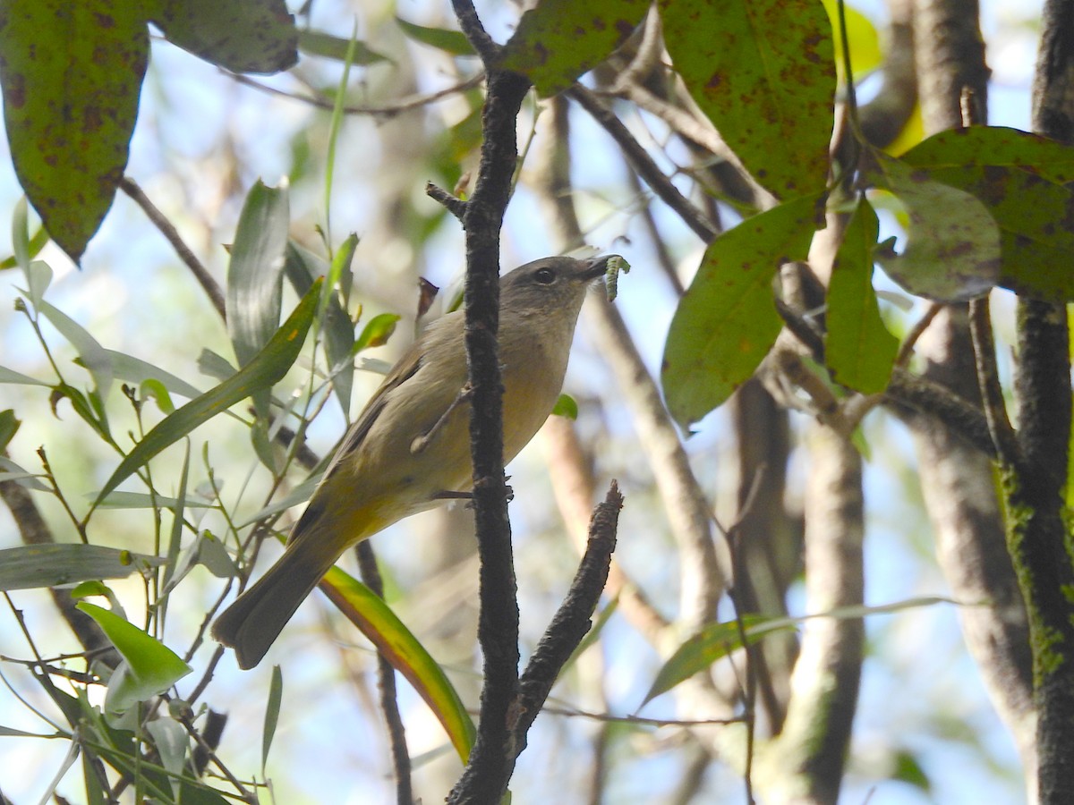 Golden Whistler - ML622562148