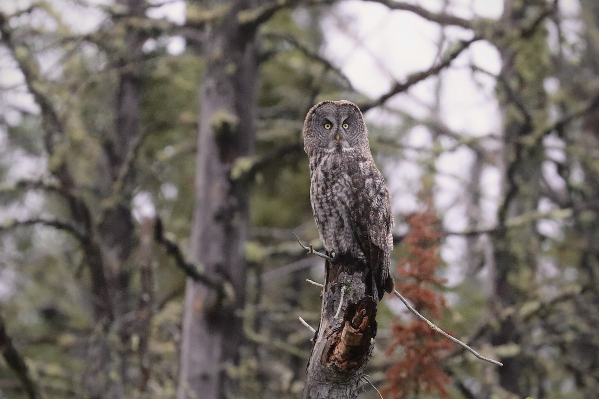 Great Gray Owl - ML622562150