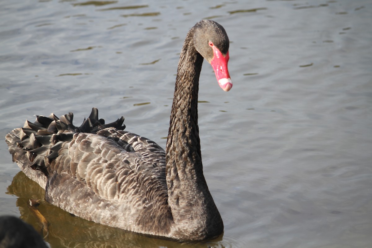 Black Swan - ML622562182