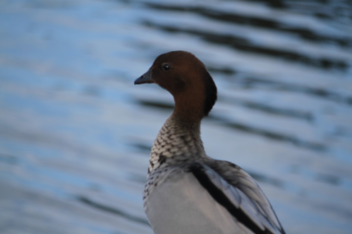 Maned Duck - ML622562186