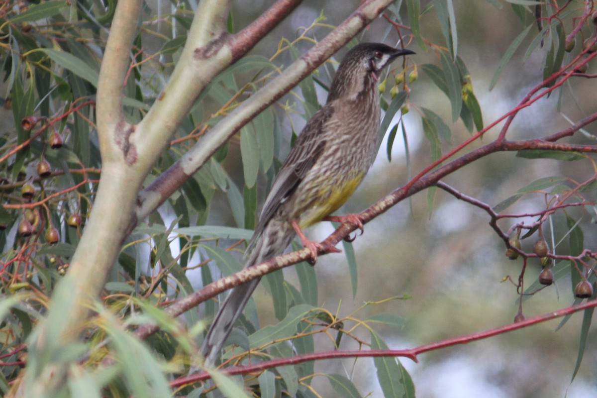 Red Wattlebird - ML622562196