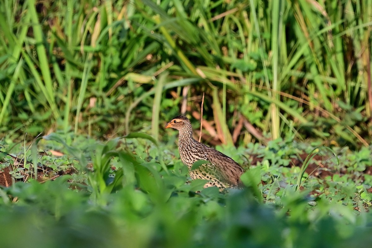 Francolin à bec jaune - ML622562215