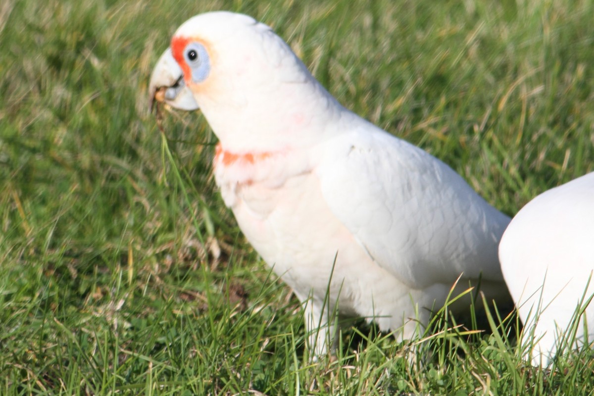 Long-billed Corella - ML622562241