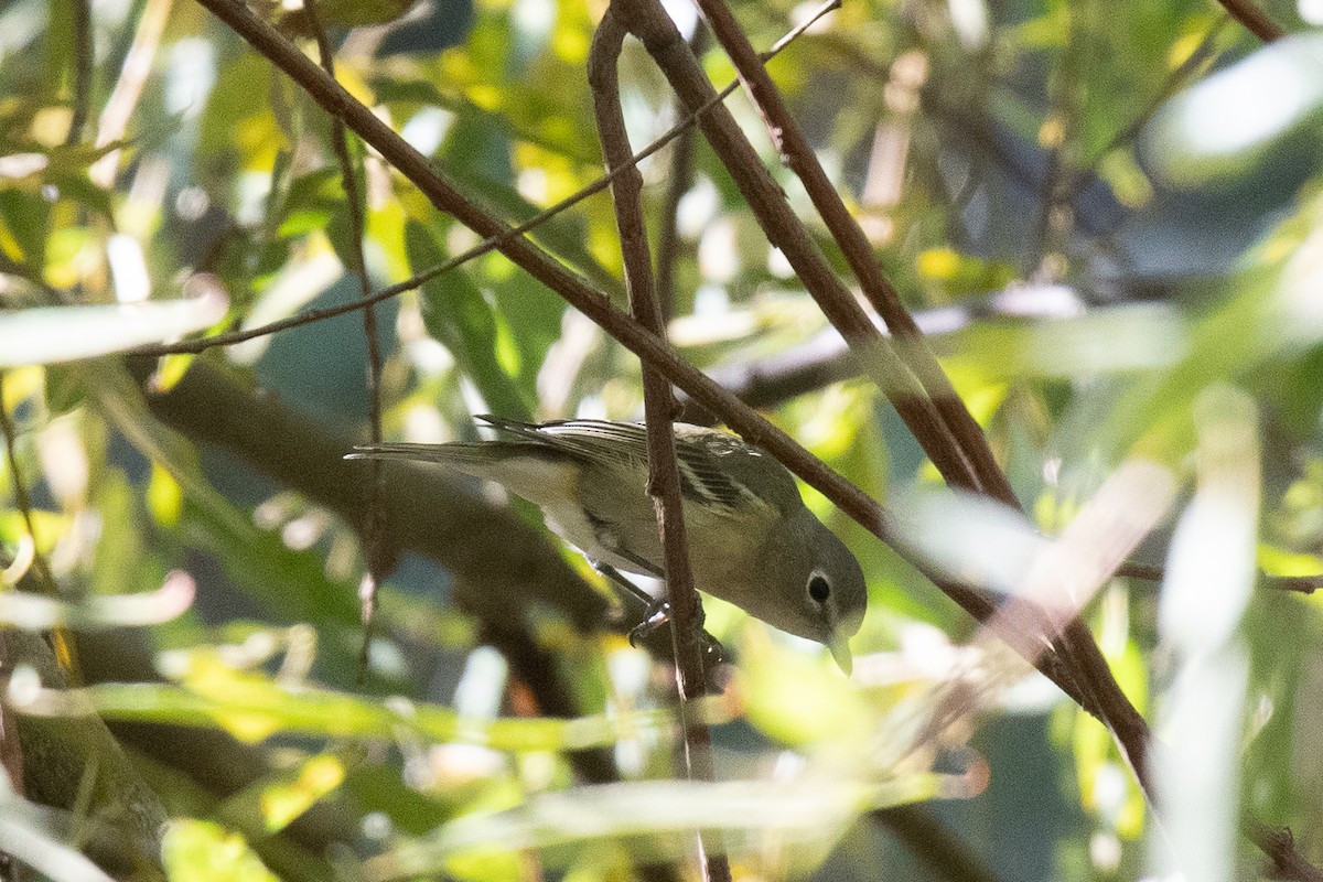 Cassin's Vireo - ML622562377