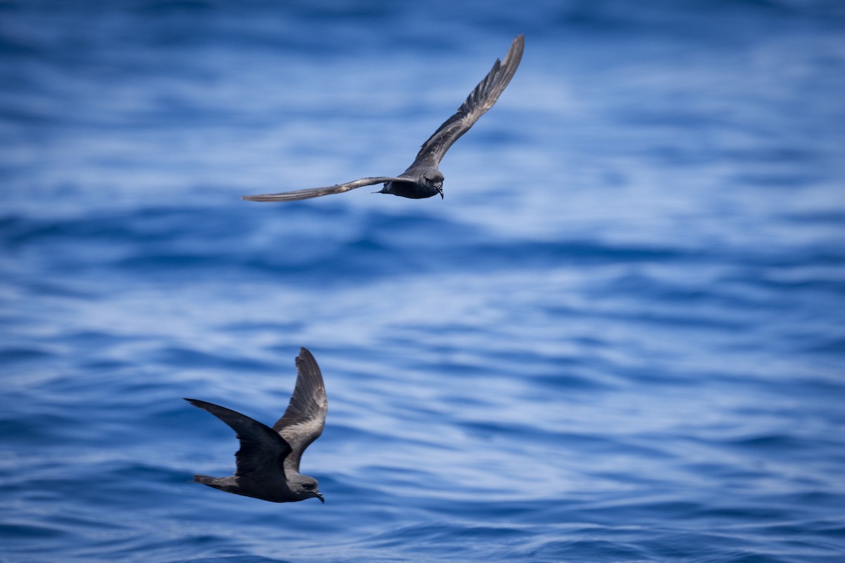 Markham's Storm-Petrel - ML622562488