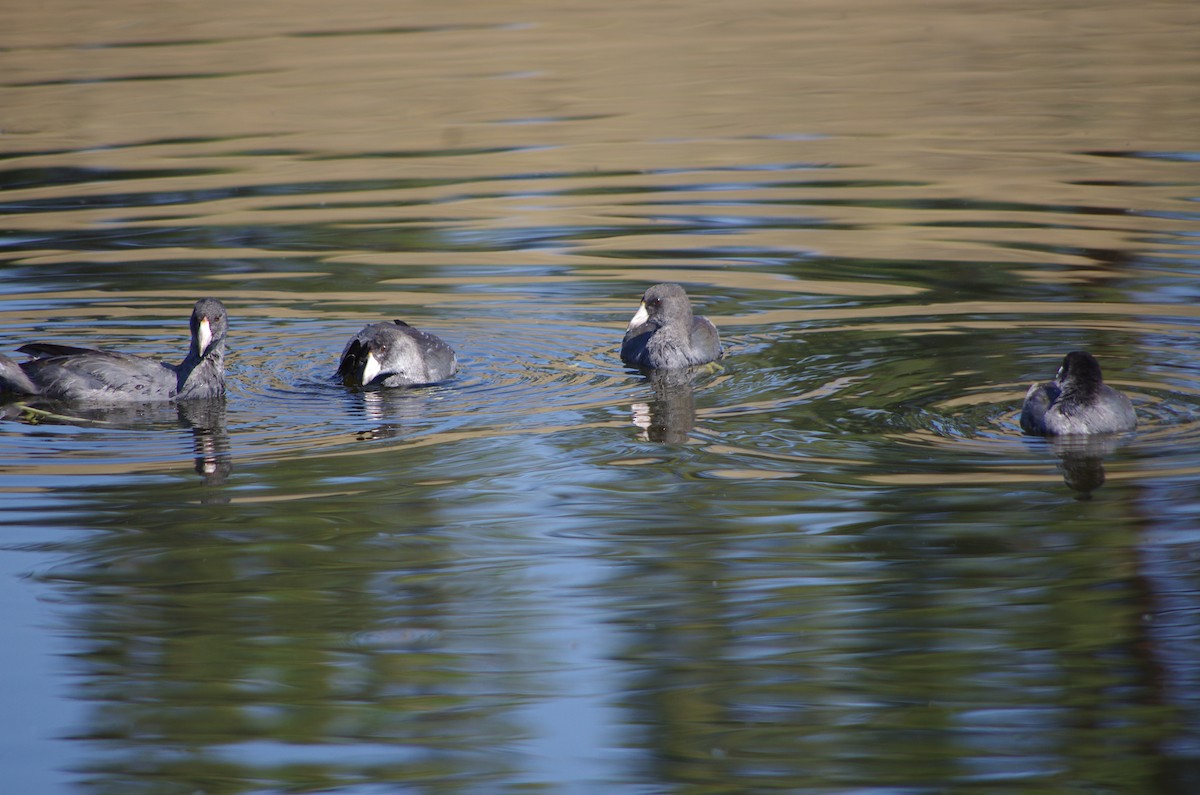 American Coot (Red-shielded) - ML622562506