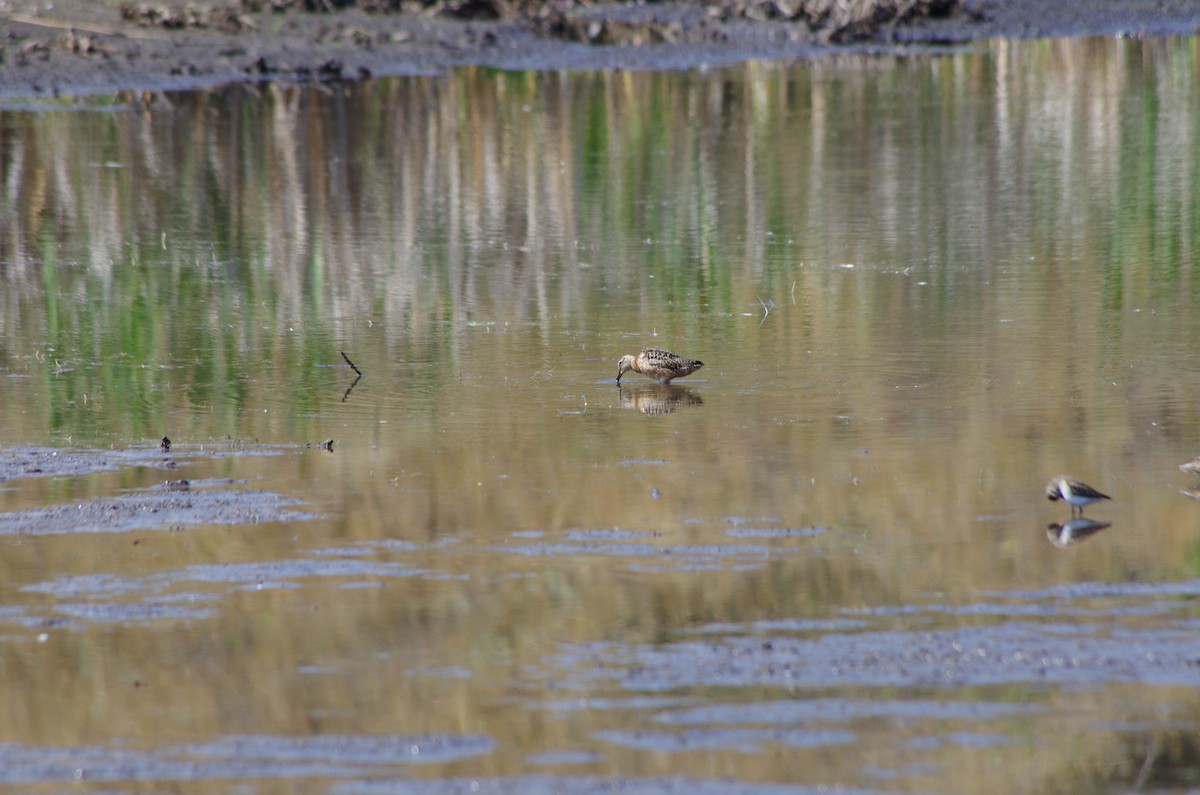 Short-billed Dowitcher - ML622562518