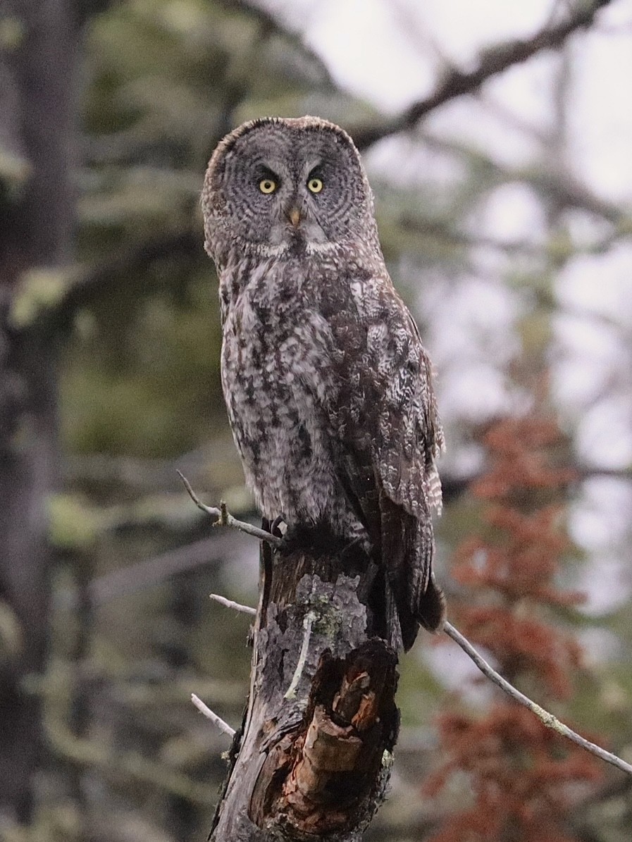 Great Gray Owl - ML622562520