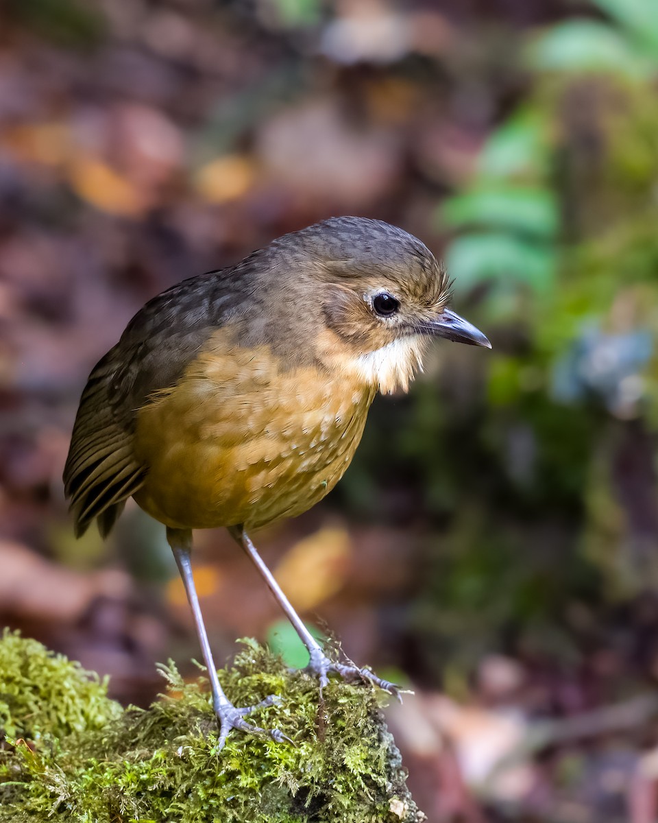 Tawny Antpitta - ML622562521