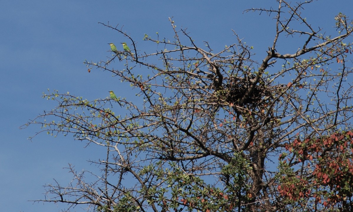 Abejaruco Golondrina - ML622562585