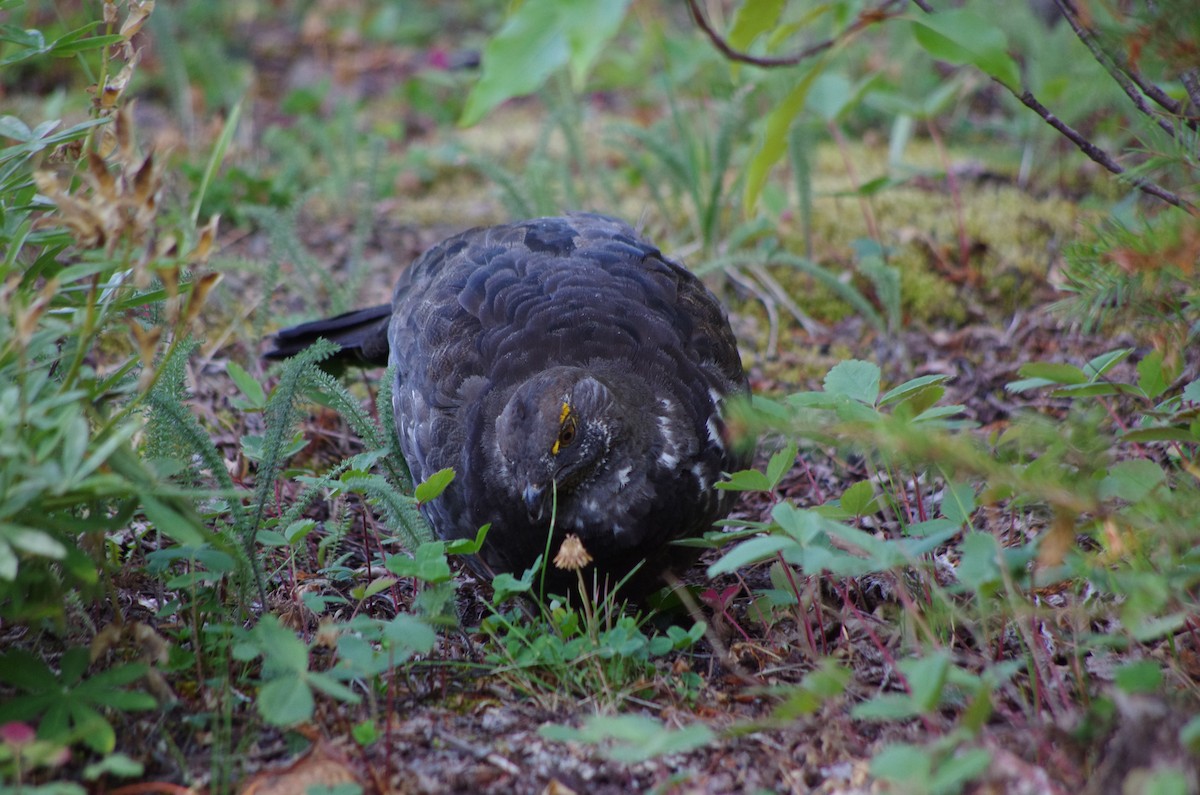 Sooty Grouse - ML622562601