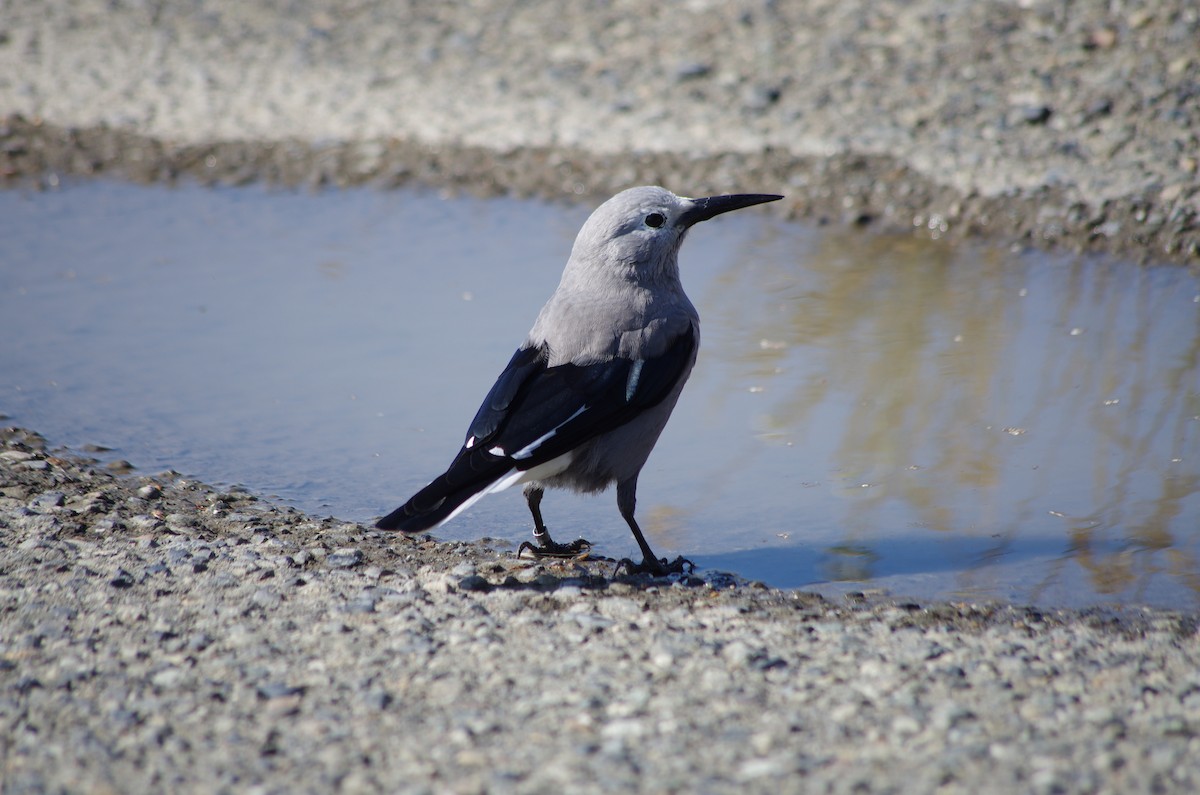 Clark's Nutcracker - ML622562610