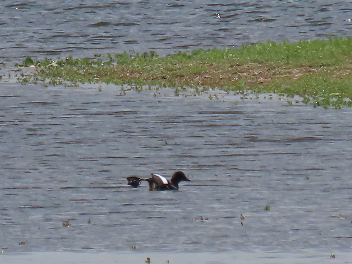 Ebird Checklist - 15 Aug 2024 - Wyoming Hereford Ranch Reservoir #1 