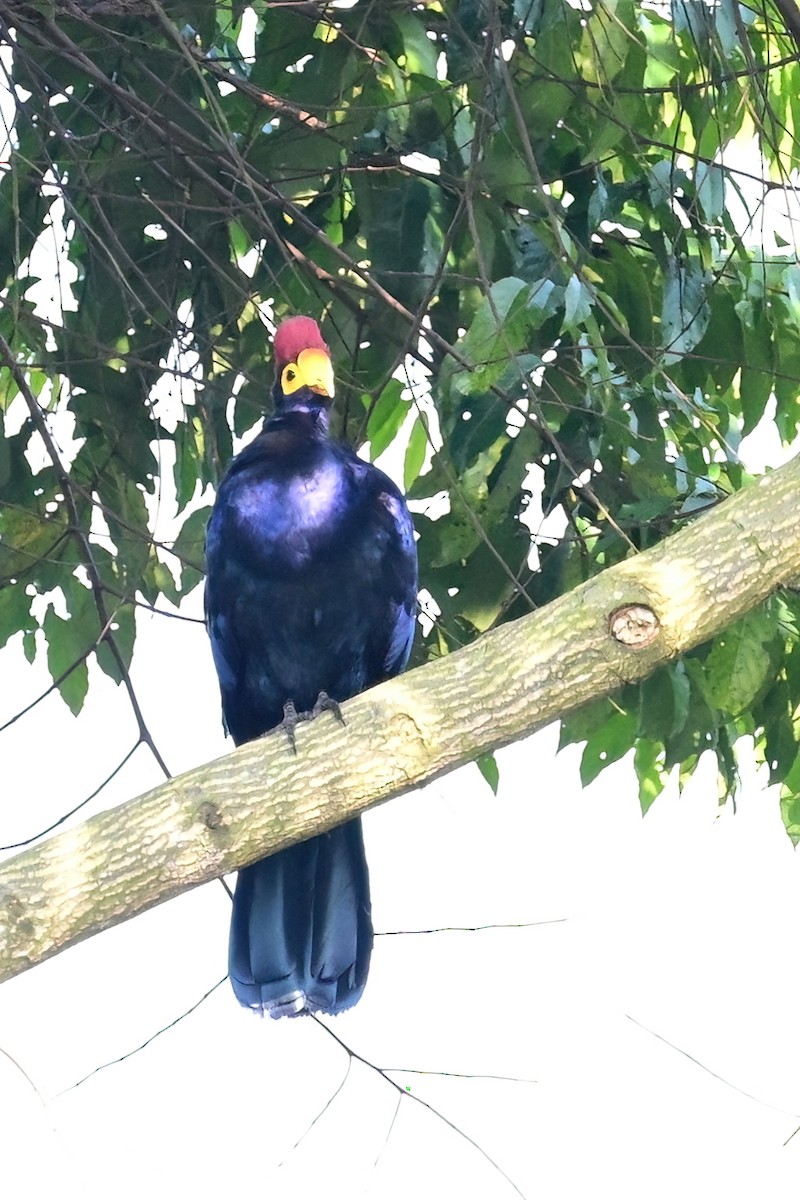 Ross's Turaco - ML622562674