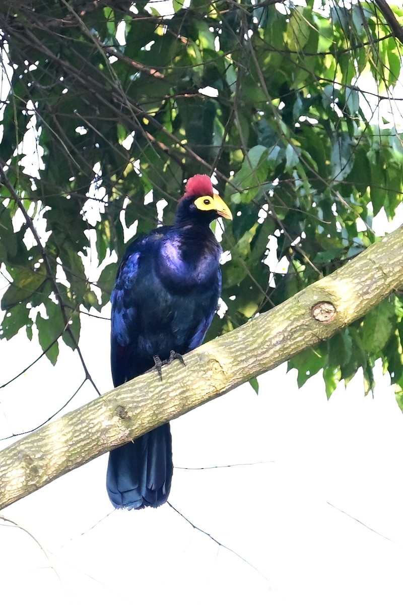 Ross's Turaco - ML622562675