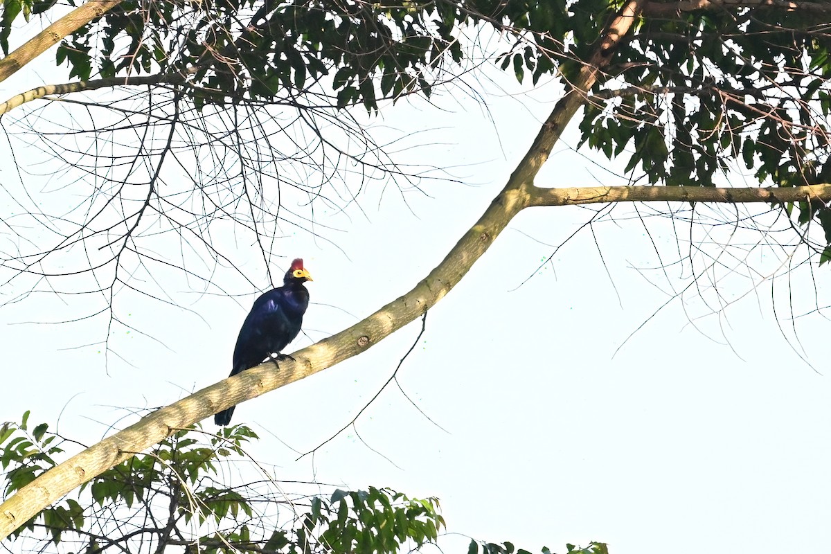 Ross's Turaco - ML622562676