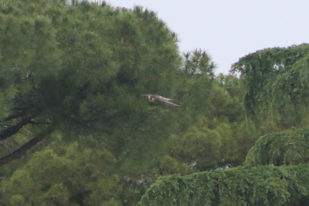 Peregrine Falcon - Oscar Dove