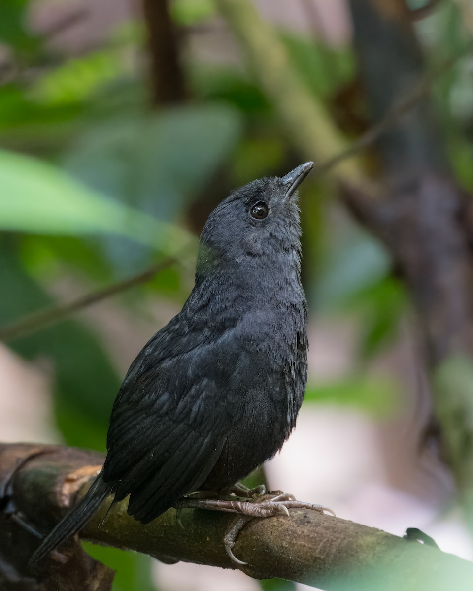 Tatama Tapaculo - ML622562865