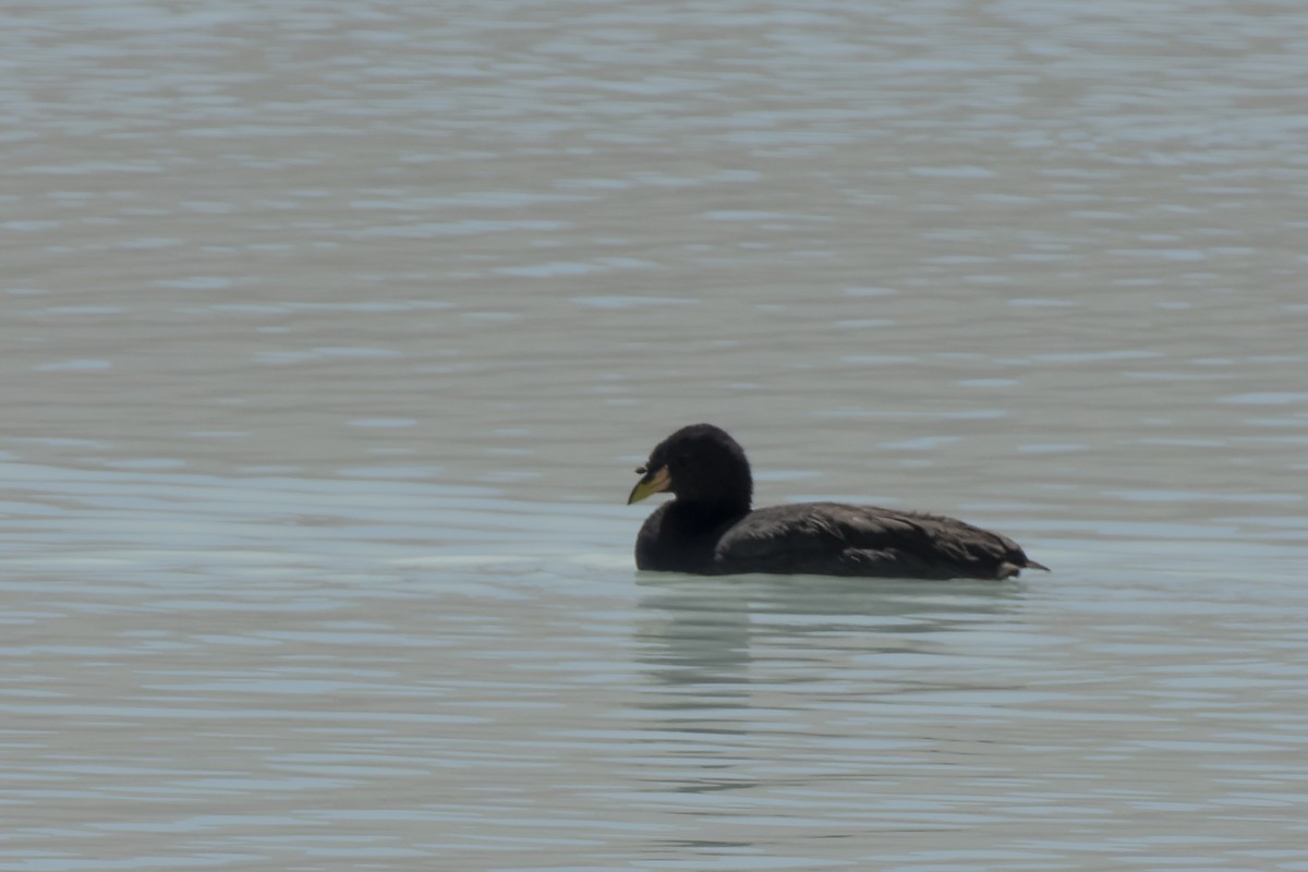 Horned Coot - ML622562869