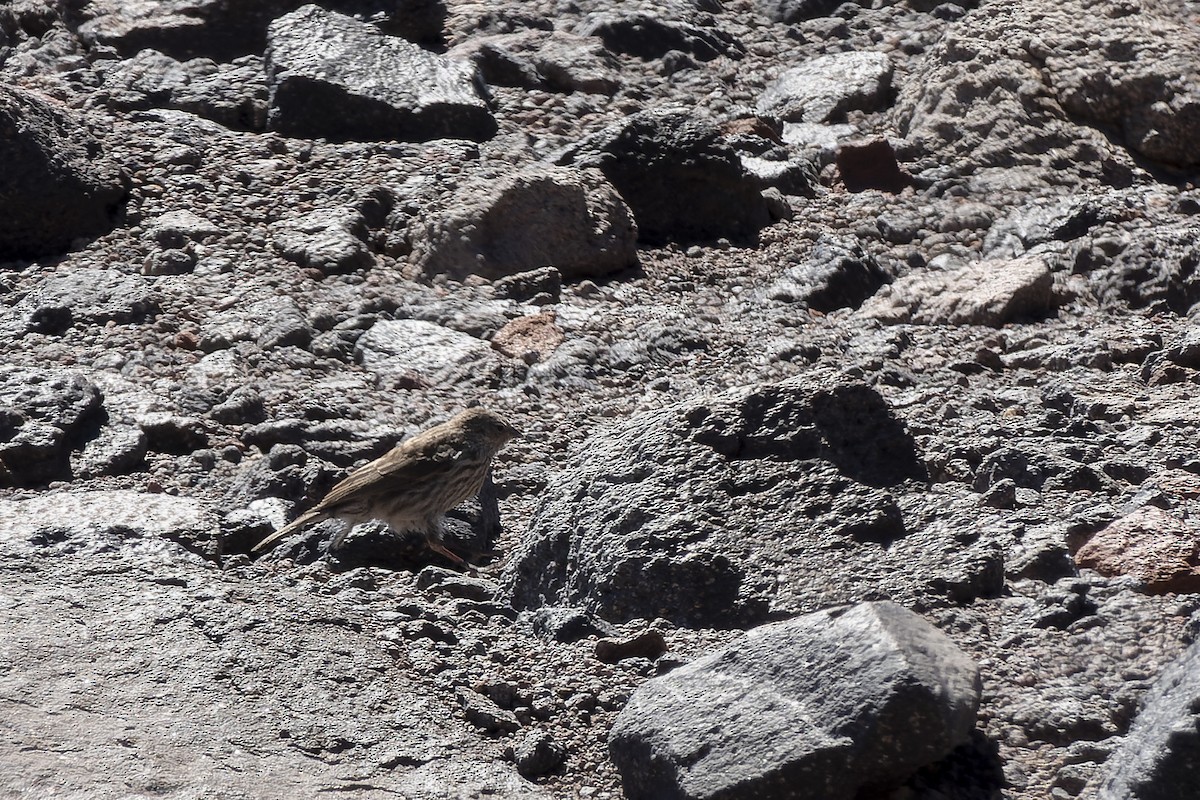 Plumbeous Sierra Finch - ML622562884