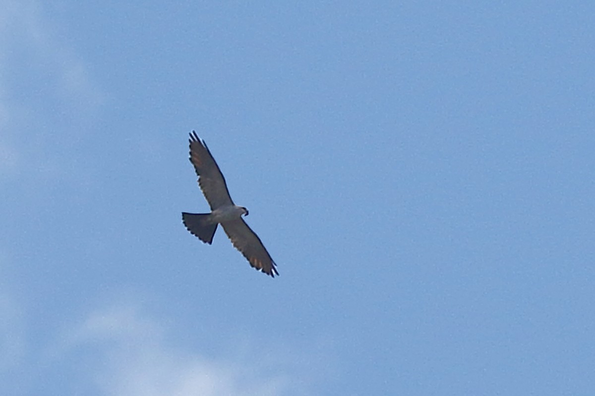 Mississippi Kite - ML622562956