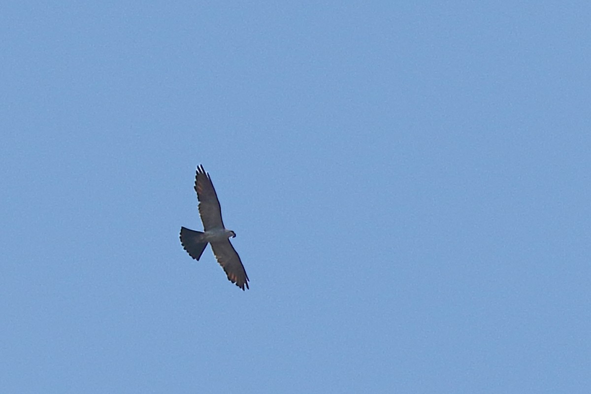 Mississippi Kite - ML622562957