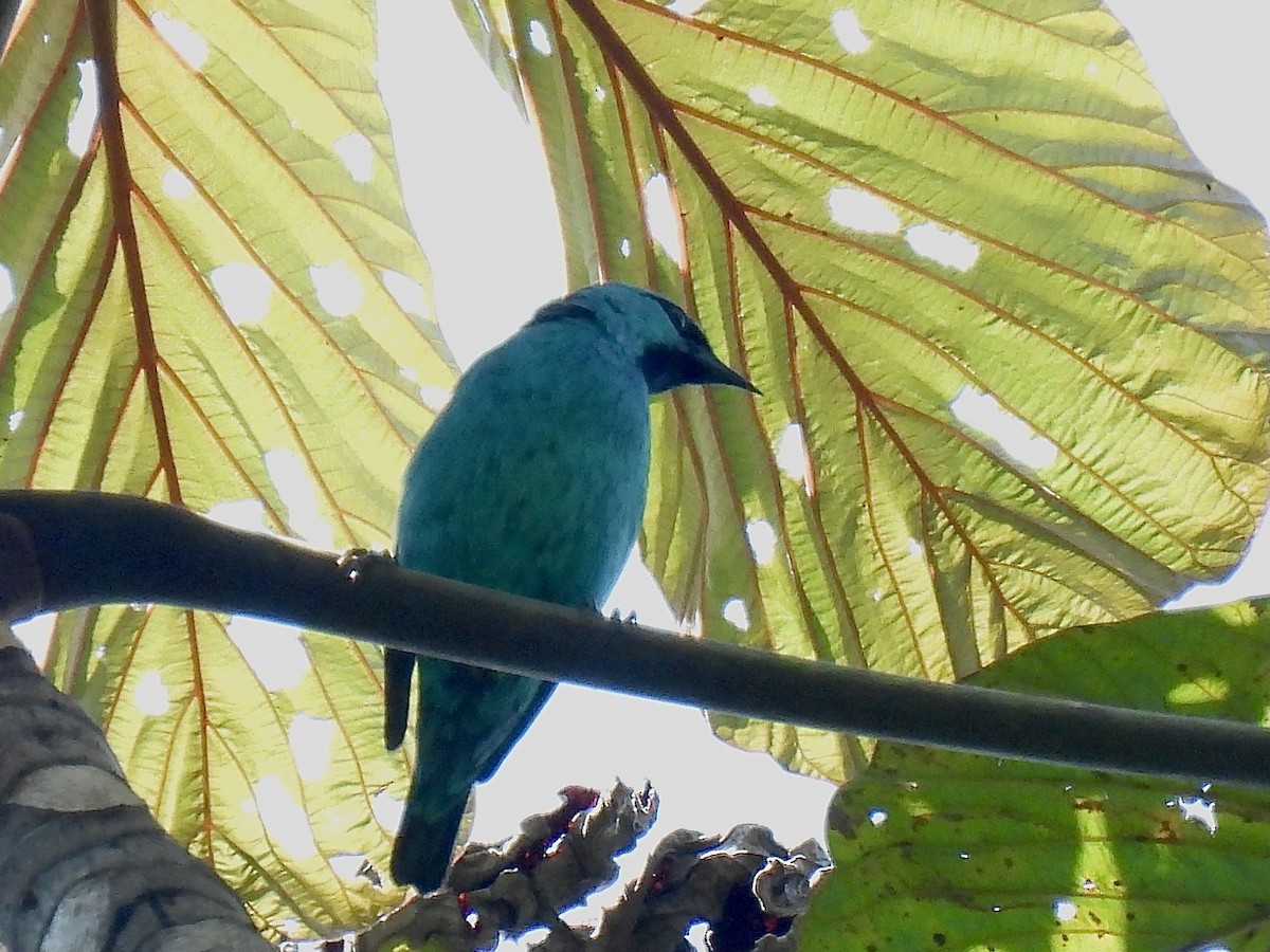 Black-legged Dacnis - ML622563004