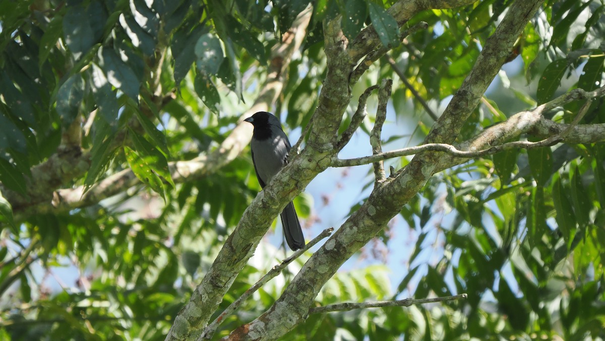 Black-faced Tanager - ML622563033