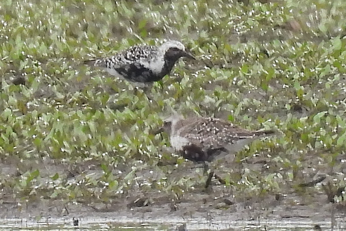 Black-bellied Plover - ML622563042