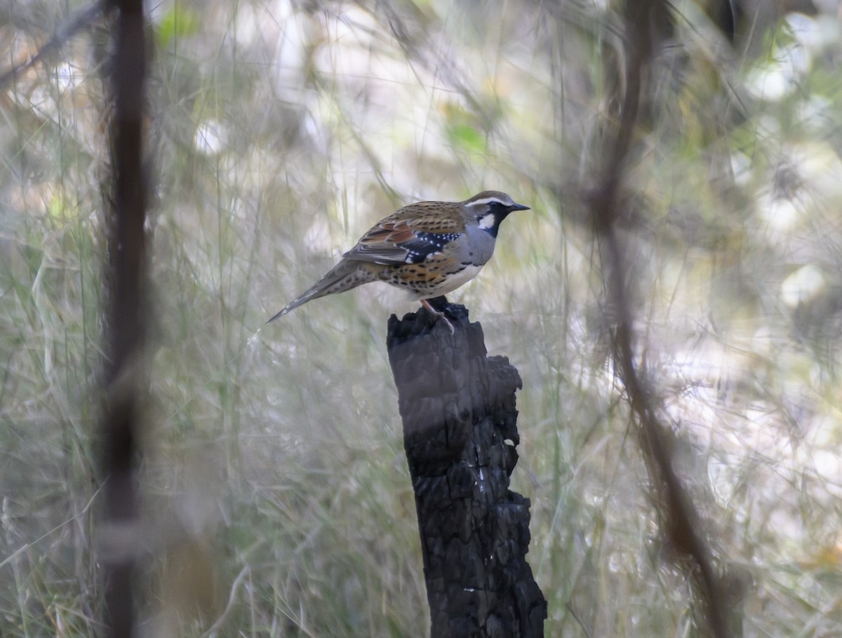 Spotted Quail-thrush - ML622563068